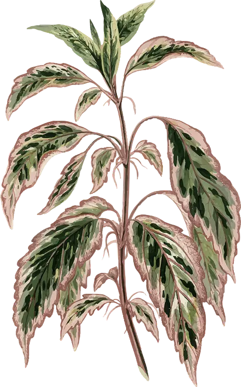 tree-3